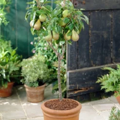 Mini Orchard Collection | Cherry, Pear & Plum Trees -Plant Promotion Shop FRU0126 4 f7cf4d55 9ee1 4d19 bbf7 c29c16b27551