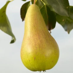 Concorde Pear Tree 10 Concorde Pear Tree -Plant Promotion Shop FRU0130 1