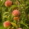 Peregrine Peach Tree