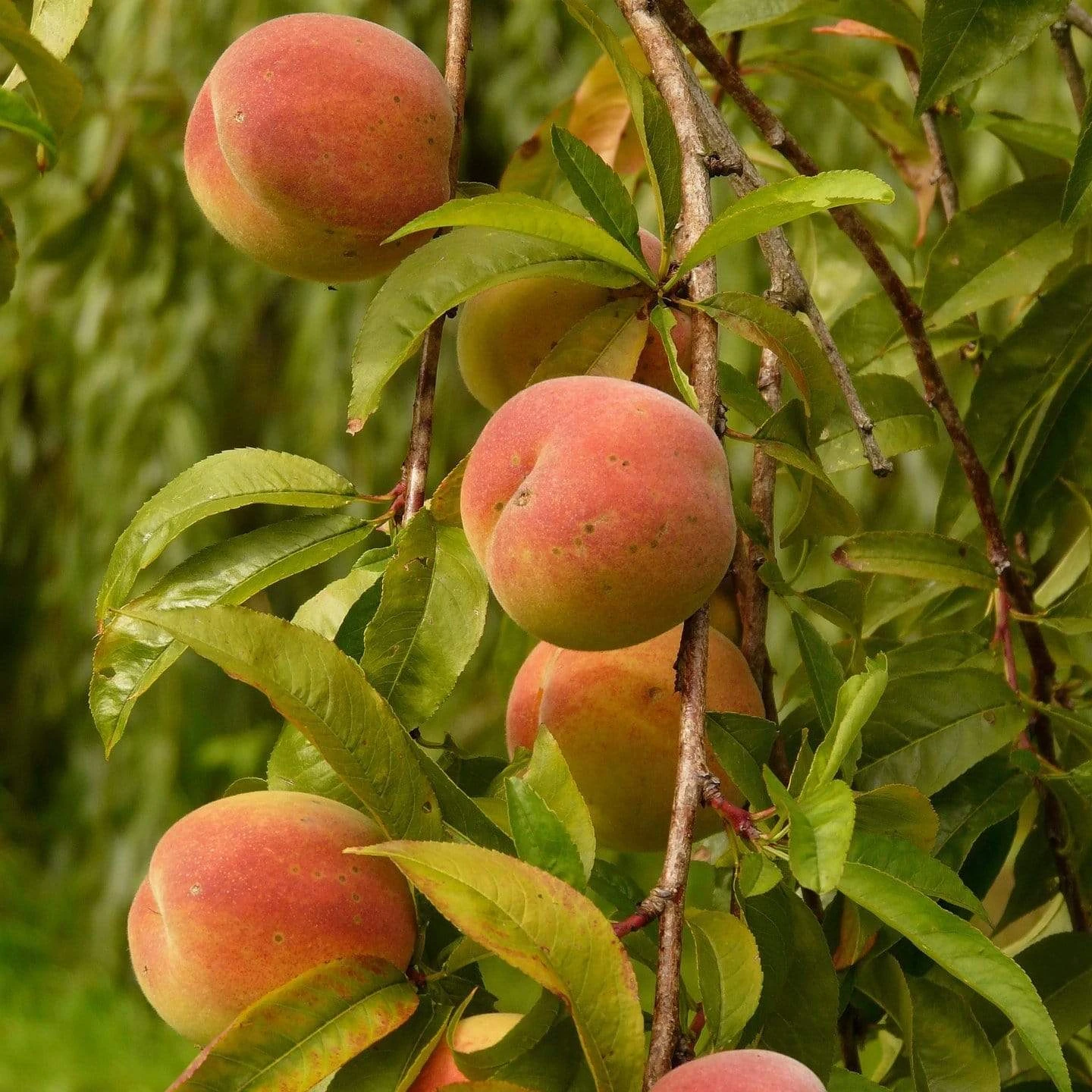 Peregrine Peach Tree 1 Peregrine Peach Tree