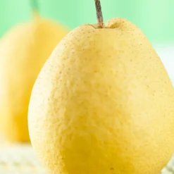 Kumoi' Asian Pear Tree | Nashi Pear 6 Kumoi' Asian Pear Tree | Nashi Pear -Plant Promotion Shop FRU0142 1