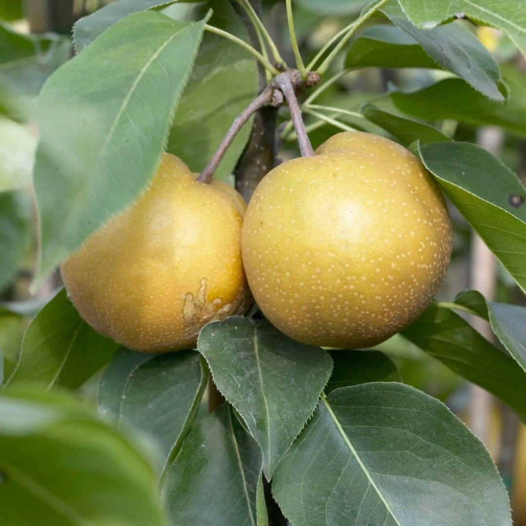 Kumoi' Asian Pear Tree | Nashi Pear 1 Kumoi' Asian Pear Tree | Nashi Pear