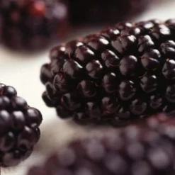 Repsime Mulberry Tree -Plant Promotion Shop FRU0143 2