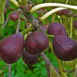 UK Hardy Fig Tree | 'Brown Turkey' 10 UK Hardy Fig Tree | 'Brown Turkey' -Plant Promotion Shop FRU0148 1