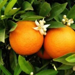 Seville Orange Tree 'Bigaradier' | Grafted Mini-Stem -Plant Promotion Shop FRU0168 3