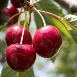 Award Winning Patio Fruit Tree Collection | Cherry, Pear & Plum | Growers' Choice -Plant Promotion Shop FRU0174 1