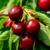 Morello Cherry Tree