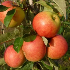 Best Apple Trees For Any Purpose | Growers' Choice -Plant Promotion Shop FRU0198 1 70978692 a209 4b46 8cbb 530aae2e2b83 scaled