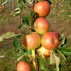 James Grieve Apple Tree | Dwarf Rootstock -Plant Promotion Shop FRU0198 2 scaled