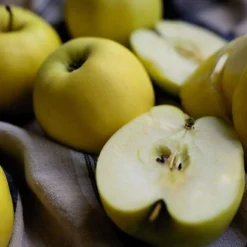 Herefordshire Russet Apple Tree