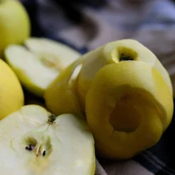 Herefordshire Russet Apple Tree -Plant Promotion Shop FRU0200 2