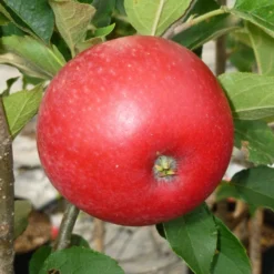 Worcester Pearmain Apple Tree -Plant Promotion Shop FRU0202 2