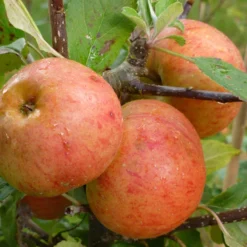 Sunset Apple Tree -Plant Promotion Shop FRU0204 2