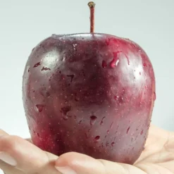 Spartan Apple Tree -Plant Promotion Shop FRU0207 1