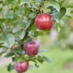 Spartan Apple Tree -Plant Promotion Shop FRU0207 2