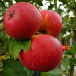 Endless Apples Collection | Scrumptious, Braeburn Hillwell, James Grieve & Red Windsor -Plant Promotion Shop FRU0209 1 a5689da6 17fb 4563 9df5 0946950bfc4d