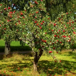 Red Windsor® Apple Tree -Plant Promotion Shop FRU0210 4