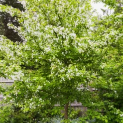 Red Windsor® Apple Tree -Plant Promotion Shop FRU0210 5