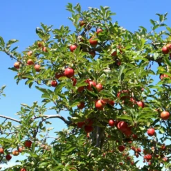 Red Windsor® Apple Tree -Plant Promotion Shop FRU0210 6