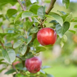 Red Windsor® Apple Tree -Plant Promotion Shop FRU0210 7