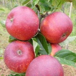 Red Windsor® Apple Tree -Plant Promotion Shop FRU0211 2