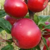 Red Devil Apple Tree
