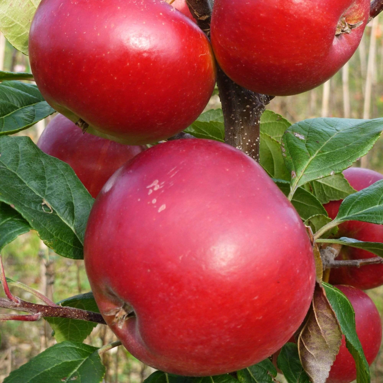 Red Devil Apple Tree 1 Red Devil Apple Tree