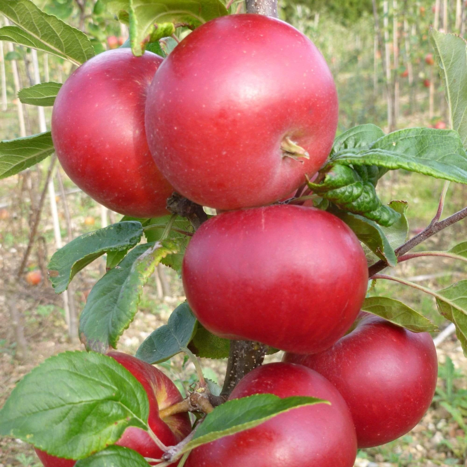 Red Devil Apple Tree 3 Red Devil Apple Tree - Image 3