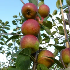 Laxton's Superb Apple Tree 7 Laxton's Superb Apple Tree -Plant Promotion Shop FRU0215 2
