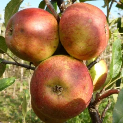 Laxton's Superb Apple Tree 8 Laxton's Superb Apple Tree -Plant Promotion Shop FRU0215 3