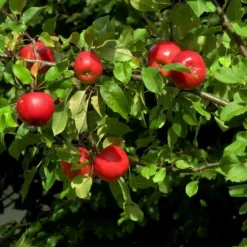 Katy Apple Tree -Plant Promotion Shop FRU0217 4