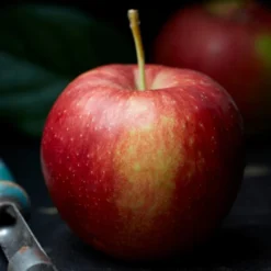 Jonagold Apple Tree 6 Jonagold Apple Tree -Plant Promotion Shop FRU0219 2