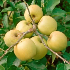 Golden Delicious Apple Tree -Plant Promotion Shop FRU0228 2