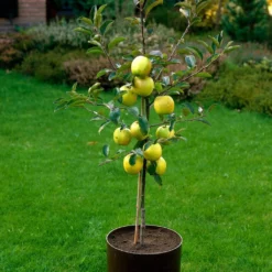Golden Delicious Apple Tree -Plant Promotion Shop FRU0228 3