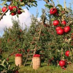 Fiesta Apple Tree -Plant Promotion Shop FRU0233 2