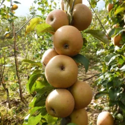 Best Apple Trees For Any Purpose | Growers' Choice -Plant Promotion Shop FRU0241 1 c43ea40e e824 4bf5 b169 8efa7582996d