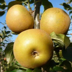 Egremont Russet Apple Tree Dwarfing Rootstock -Plant Promotion Shop FRU0241 3