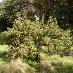 'Discovery' Semi-Dwarf Apple Tree -Plant Promotion Shop FRU0242 3