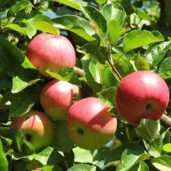 3 Super Easy To Grow Fruit Trees | Apple, Fig & Plum -Plant Promotion Shop FRU0242 4 01c16f68 dc73 45ca a14e d99d9c1fc13c