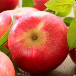 'Discovery' Semi-Dwarf Apple Tree -Plant Promotion Shop FRU0242 6