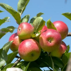 Cross-Pollinating Apple Collection | Bramley, Gala & Discovery -Plant Promotion Shop FRU0243 1 15ec1a5b 1906 4911 bd4c 19e8b2d68520