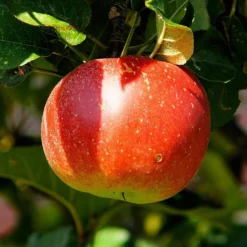 Cross-Pollinating Apple Collection | Bramley, Gala & Discovery -Plant Promotion Shop FRU0243 2 538669d9 655b 4465 bbf2 b20b42c56acb
