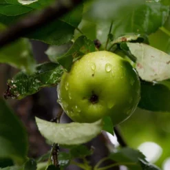 Best Apple Trees For Any Purpose | Growers' Choice -Plant Promotion Shop FRU0258 2 d2219657 39d6 4525 864b ce0571d60109