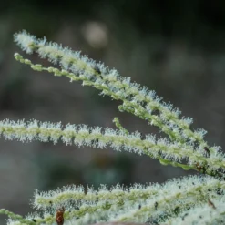 Chestnut Tree | Castanea Sativa -Plant Promotion Shop FRU0273 2
