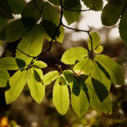 Chestnut Tree | Castanea Sativa -Plant Promotion Shop FRU0273 4 scaled