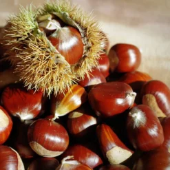 Chestnut Tree | Castanea Sativa -Plant Promotion Shop FRU0273 5