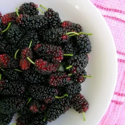 'King James' Mulberry Tree | Morus Nigra -Plant Promotion Shop FRU0380 4