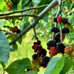 'King James' Mulberry Tree | Morus Nigra -Plant Promotion Shop FRU0380 5