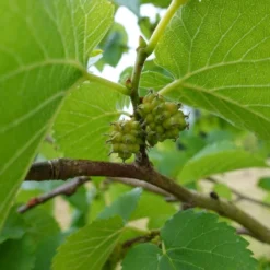 'King James' Mulberry Tree | Morus Nigra -Plant Promotion Shop FRU0380 7