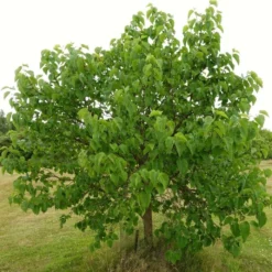 'King James' Mulberry Tree | Morus Nigra -Plant Promotion Shop FRU0380 8